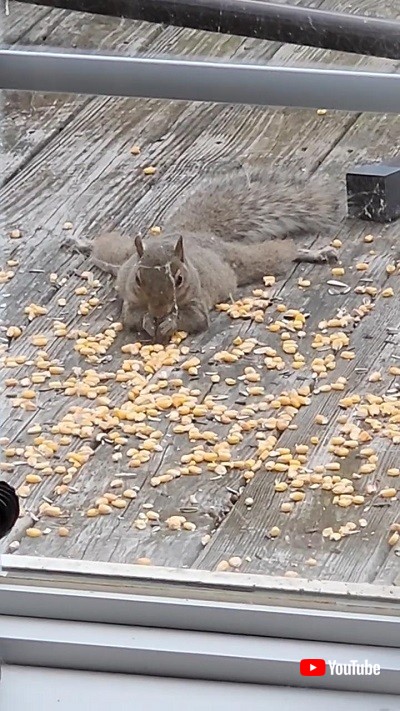 食べ放題のリス