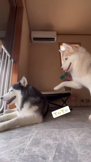 ちょっかいをかける犬