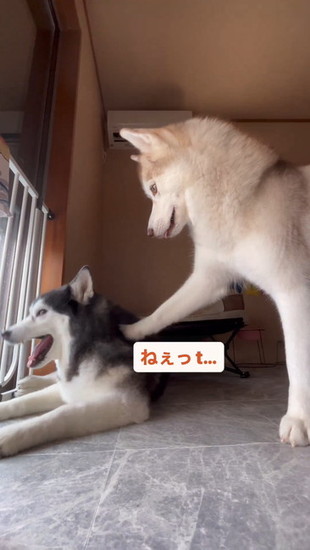 目を開けた犬