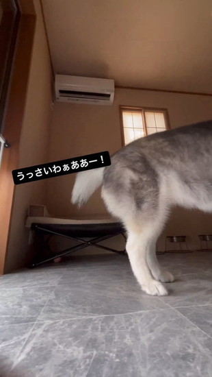 追い払う犬