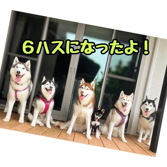 たくさんのシベリアンハスキー