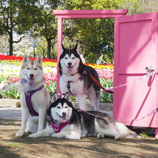 ピンクのドアと犬