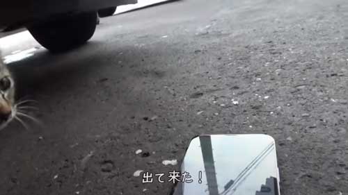 車に逃げ込んだ子猫