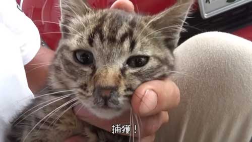 子猫を捕獲