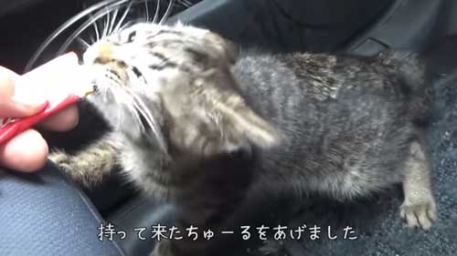 食べる子猫