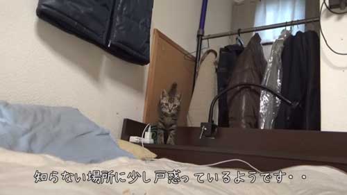 緊張する子猫