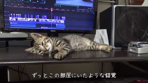 すぐなじんだ子猫