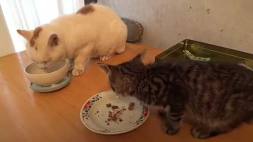 車に逃げ込んだ子猫