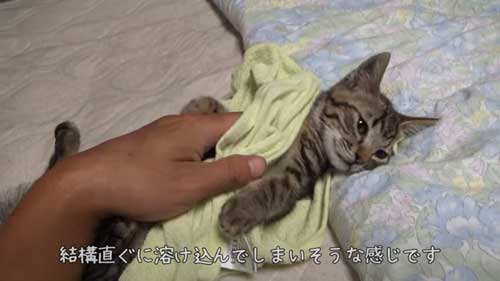 家に迎えた子猫