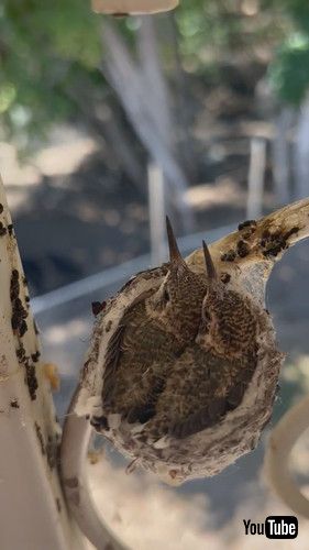 ギュウギュウのハチドリ