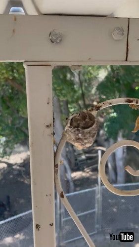 ギュウギュウのハチドリ