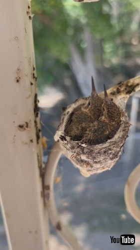 ギュウギュウのハチドリ