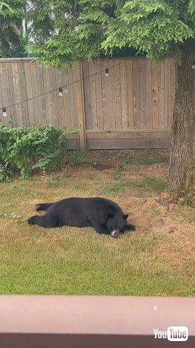 「Snoozing Bear Sploots || ViralHog」