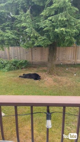 裏庭にクマ