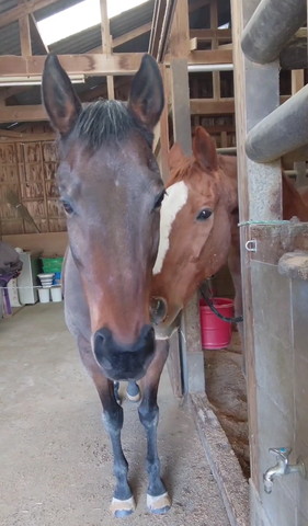 馬に顏寄せる馬