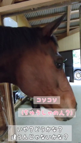 ちゅうしゃの人テロップ