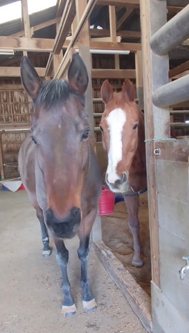 馬のツーショット