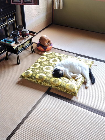 座布団で寝る猫