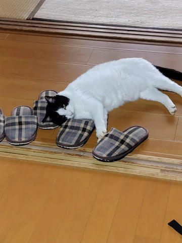 スリッパで寝る猫