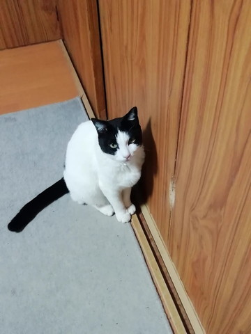 ドアの前で見つめる猫