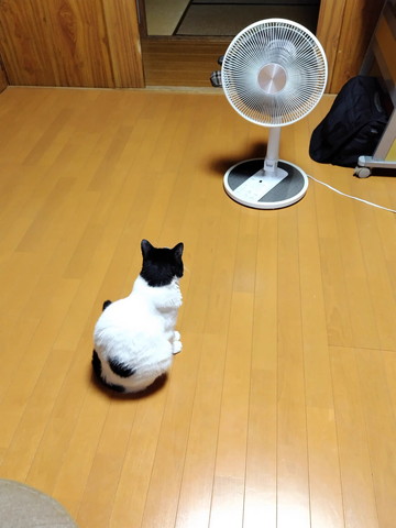 扇風機と猫