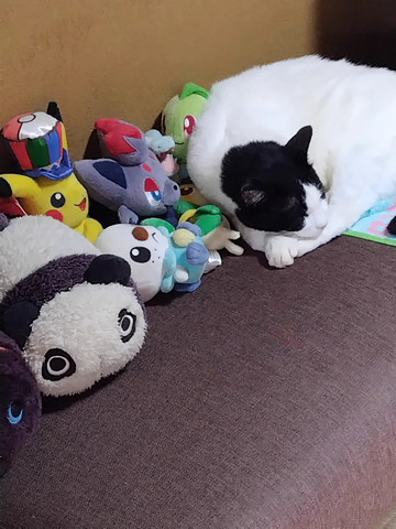 ぬいぐるみと猫