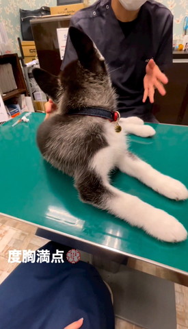 後ろ振り返るワンコ