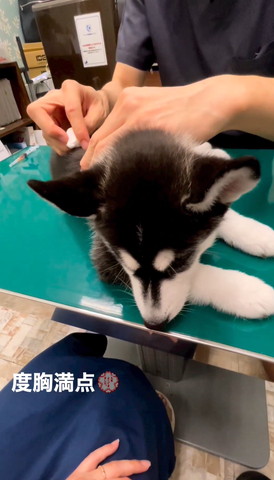 消毒されるワンコ