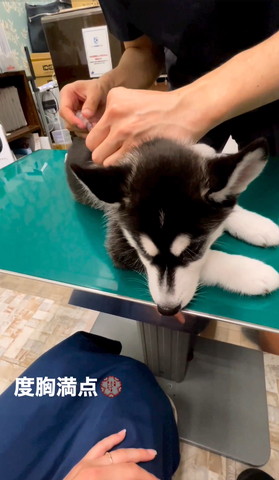 注射されるワンコ