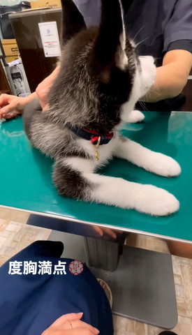 先生を見る子犬