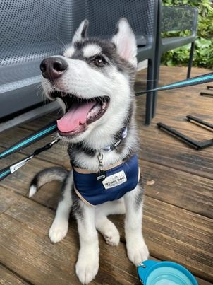 笑顔のハスキー