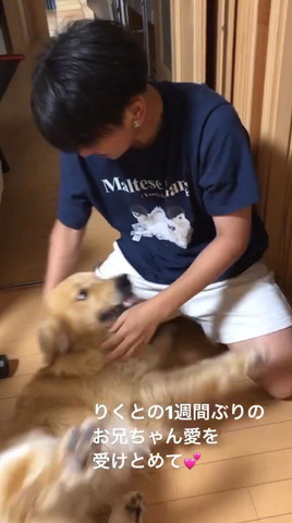 ヒザにごろんするワンコ