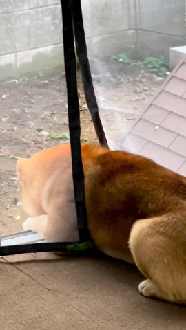 外をのぞくワンコ後ろ姿