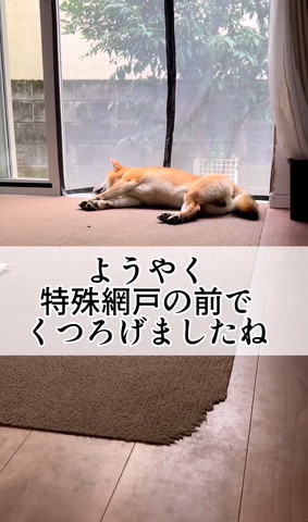 ようやく特殊網戸の前でくつろげましたねテロップ