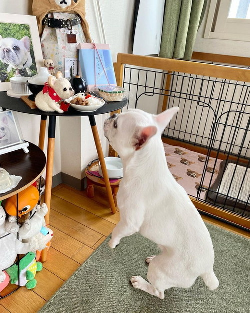 お供え物ねらい？