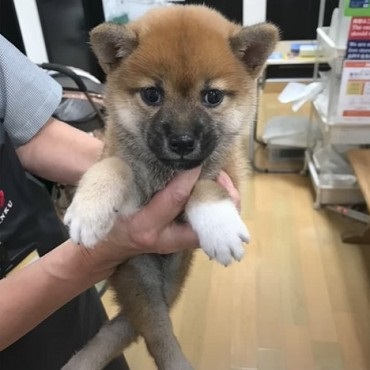 愛犬と娘の5年間