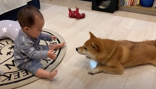 愛犬と娘の5年間