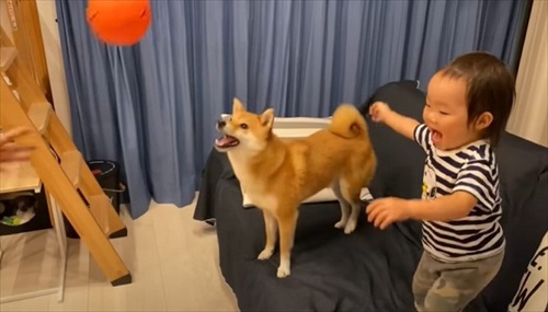 愛犬と娘の5年間