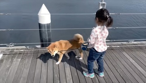 愛犬と娘の5年間