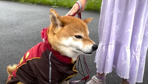 愛犬と娘の5年間