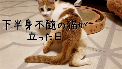 下半身不随の猫が起こした奇跡