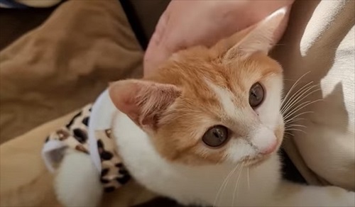 下半身不随の猫が起こした奇跡