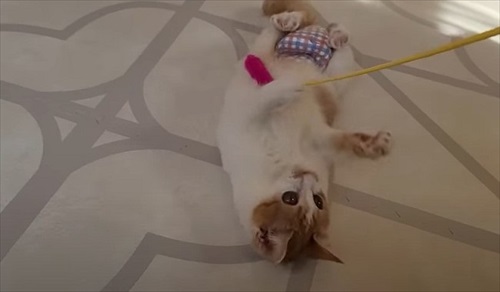 下半身不随の猫が起こした奇跡