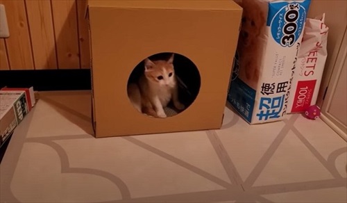下半身不随の猫が起こした奇跡