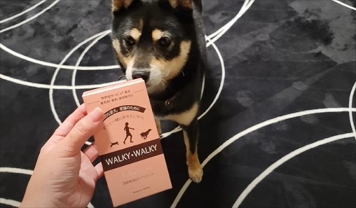 下半身不随の猫が起こした奇跡