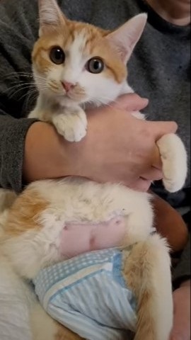 下半身不随の猫が起こした奇跡