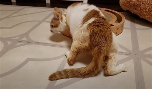 下半身不随の猫が起こした奇跡