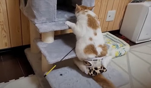 下半身不随の猫が起こした奇跡