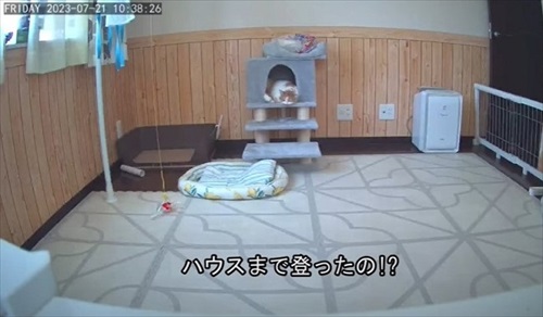 下半身不随の猫が起こした奇跡