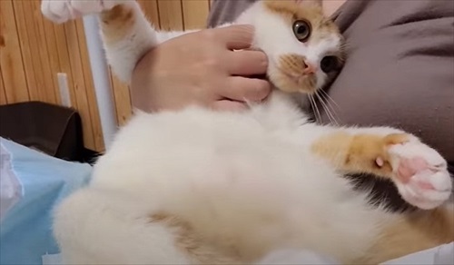 下半身不随の猫が起こした奇跡